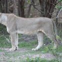 ZMB NOR SouthLuangwa 2016DEC10 NP 052 : 2016, 2016 - African Adventures, Africa, Date, December, Eastern, Month, National Park, Northern, Places, South Luangwa, Trips, Year, Zambia